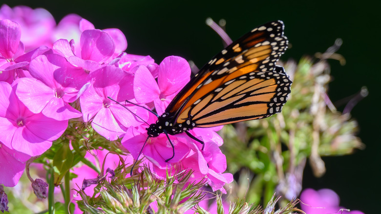 A Monarch butterfly on pink phlox flower blooms