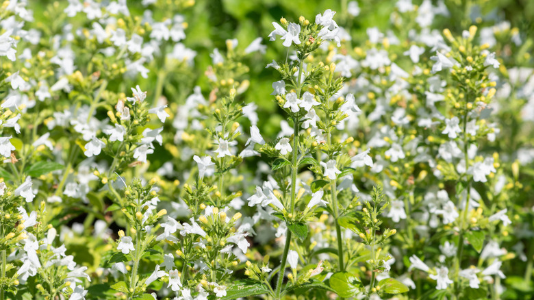 White flowers on lesser calamint plants