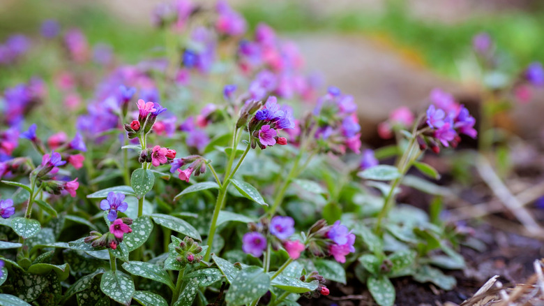Pink and purple Pulmonaria or lungwort flowers blossoming