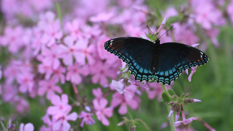 A black-blue butterfly lands on pink prairie phlox
