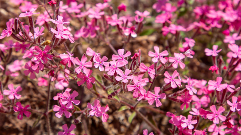 Pink rock soapwort blossoming