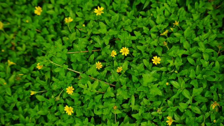 Small yellow Wedelia flowers amid a sea of green leaves
