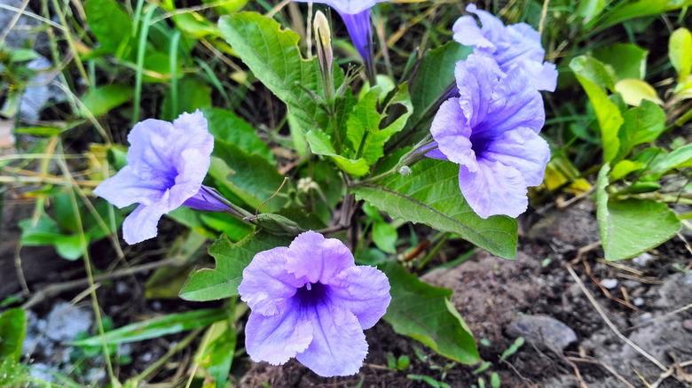 Three purple wild petunias surrounded by green leaves