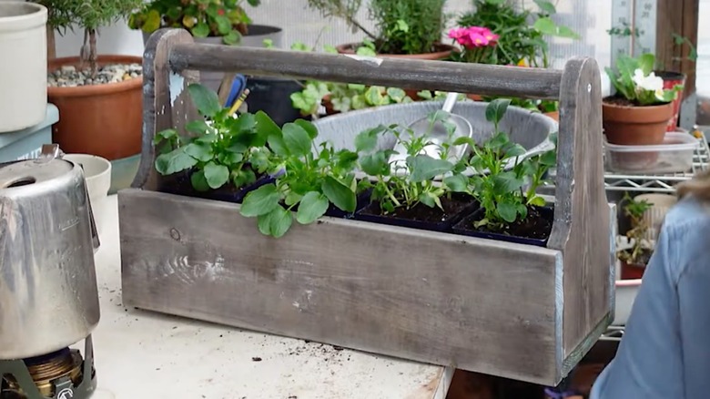Wood toolbox planter with small plants inside