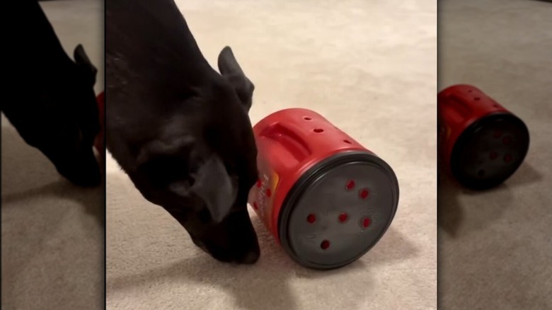 Dog sniffing coffee canister with drilled holes and filled with dog treats on wood floor