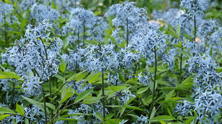 Amsonia tabernaemontana variety salicifolia, also known as Willow Leaf Blue Star in flower.