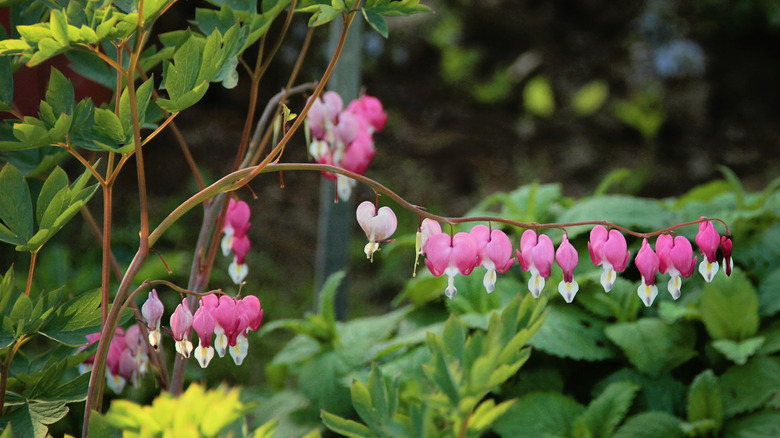 Bleeding heart or Dutchman's breeches (Dicentra spp.)