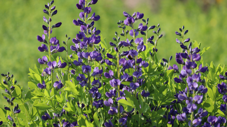 Blue false indigo (Baptisia australis) in a cluster