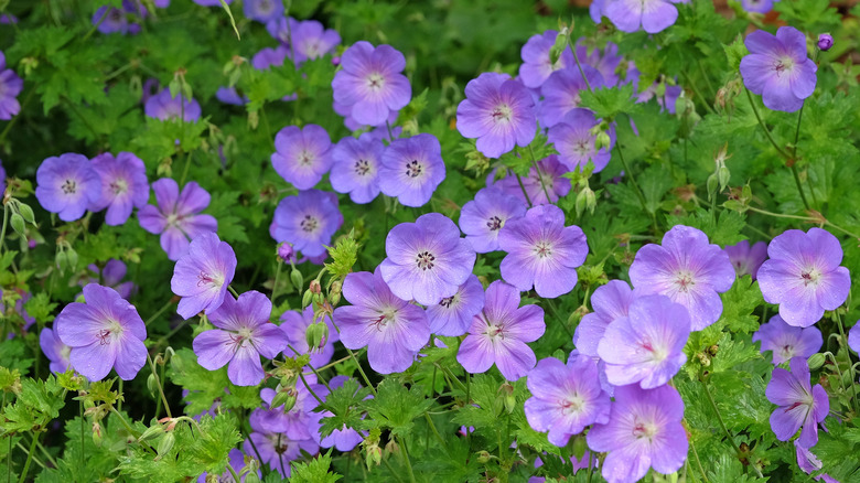Purple hardy geranium cranesbill 'Rozanne' in flower.