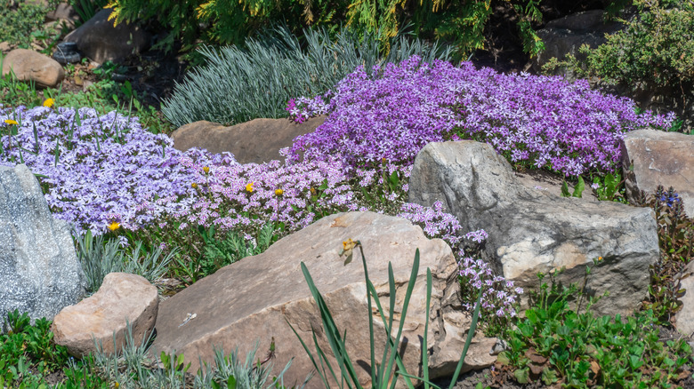 Pink and violet phlox subulate flowers in rock garden