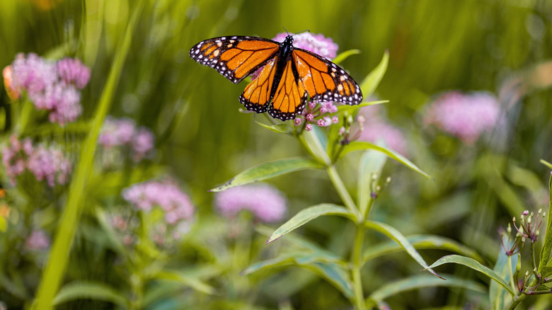 A monarch butterfly visiting native wildflowers in spring