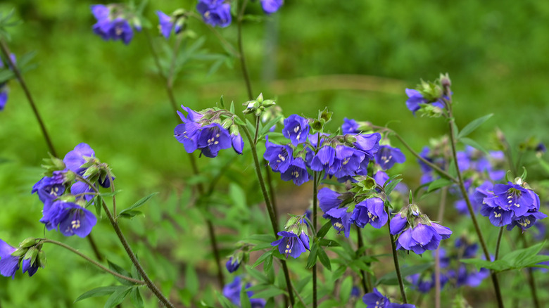 Jacob's Ladder plants in a field.