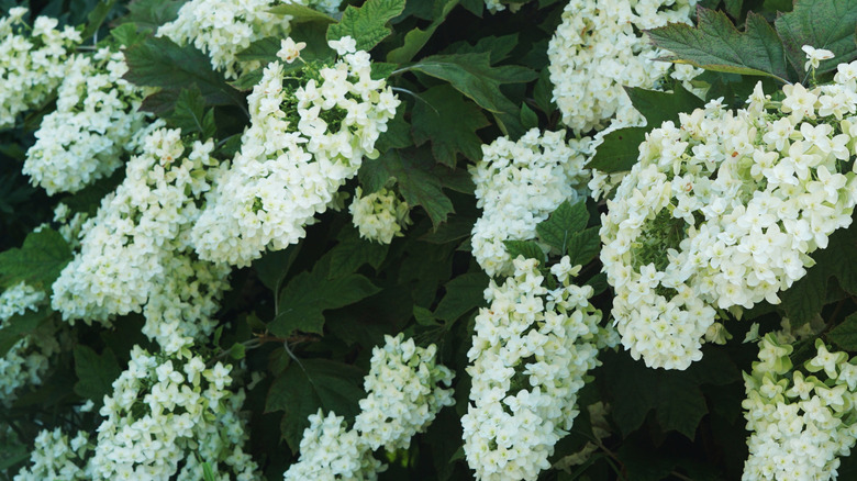 Flowers of the Oakleaf Hydrangea blooming
