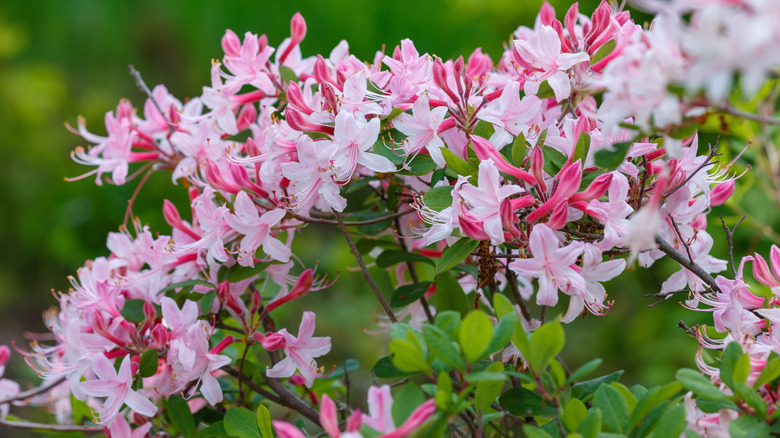 Close-up of pinxterbloom azalea flowers.