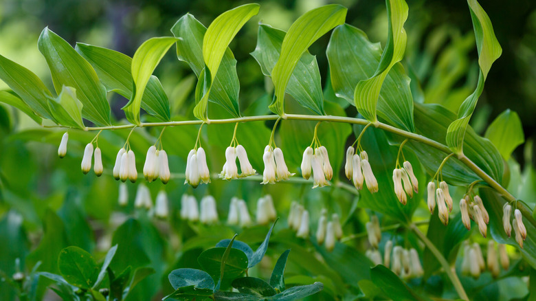 Solomon's seal (Polygonatum spp.)