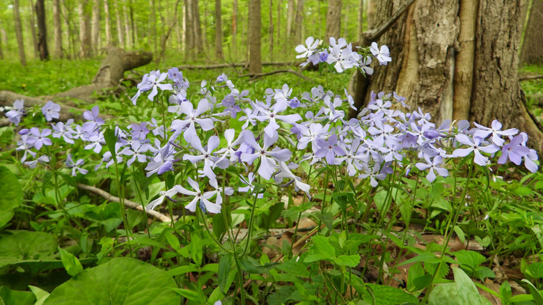 Woodland phlox (Phlox divaricata) in a forested area