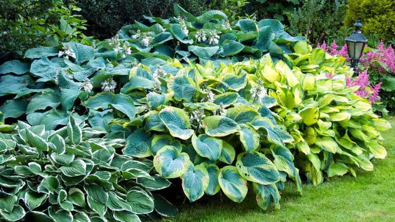 A bed is full of lush variegated hostas