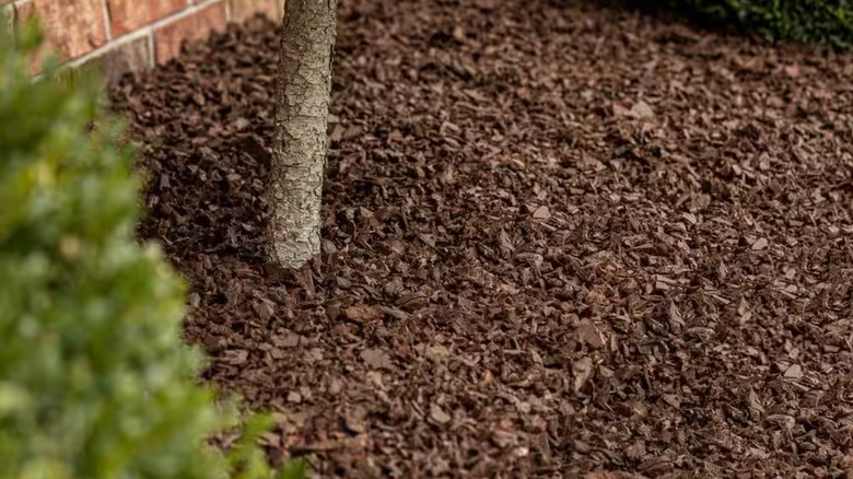 A layer of thick brown rubber mulch surrounds a thin tree trunk