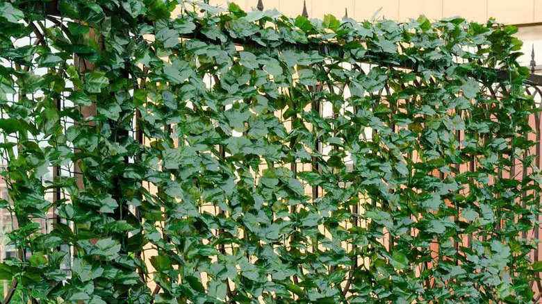 A Costway artificial English ivy privacy hedge screen on display