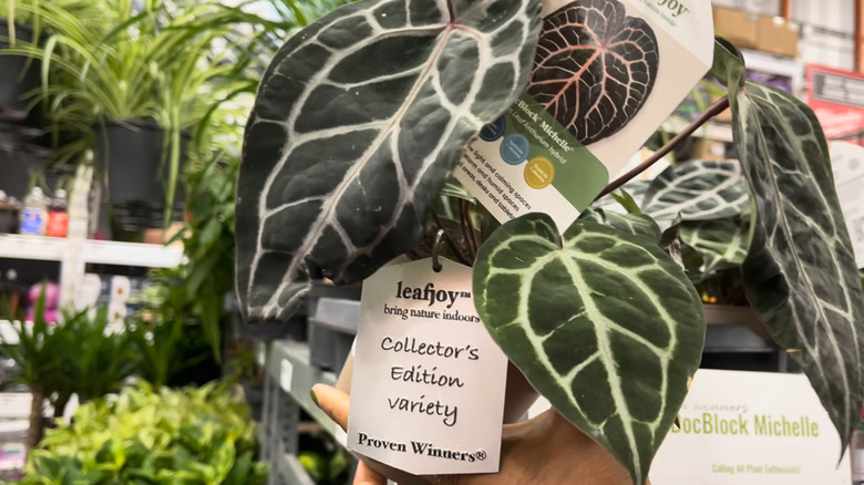 A Leafjoy anthurium indoor plant with a label hanging off of it