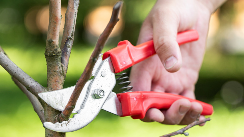 Pruning a dormant fruit branch