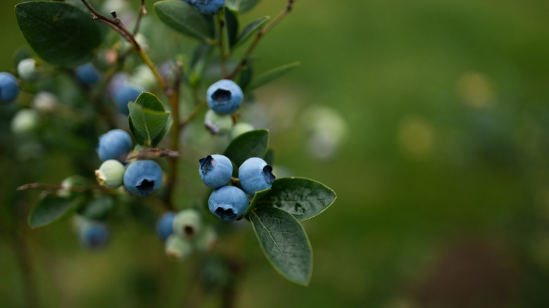 Ripe blueberries