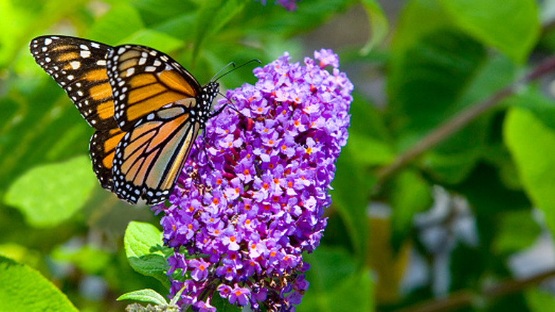 Monarch butterfly on butterfly bush bloom
