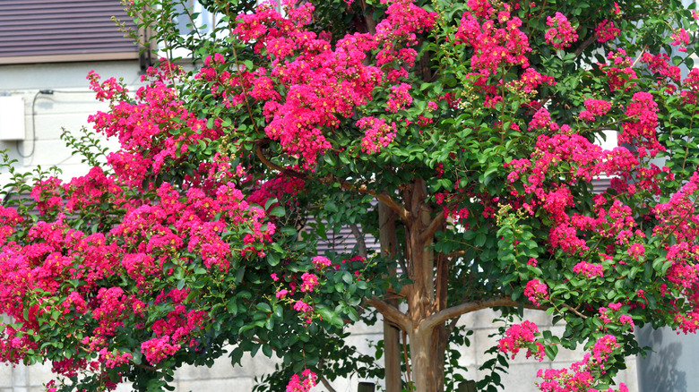 Blooming red crepe myrtle