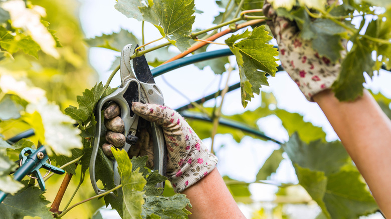 Gardener pruning back grape plant leafs
