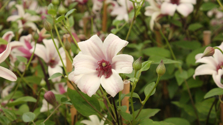 Summer blossom of clematis