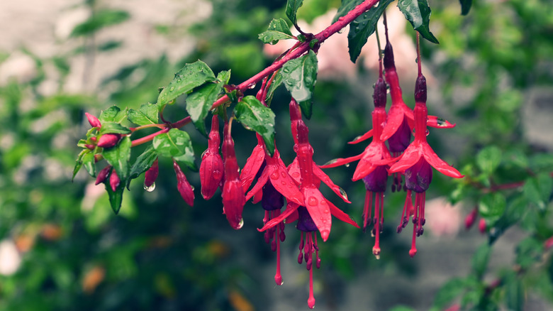Vibrant red hardy fuchsia