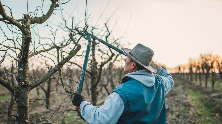 12 Plants To Prune Before March Ends For A Thriving Garden In Spring