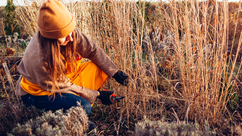 Female gardener cleaning up ornamental grasses