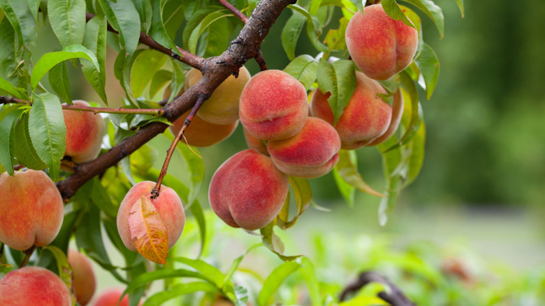 Peach tree in fruit