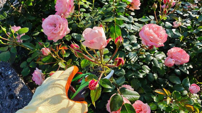 Gardener pruning a rose bush