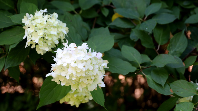 Blooming panicle hydrangea