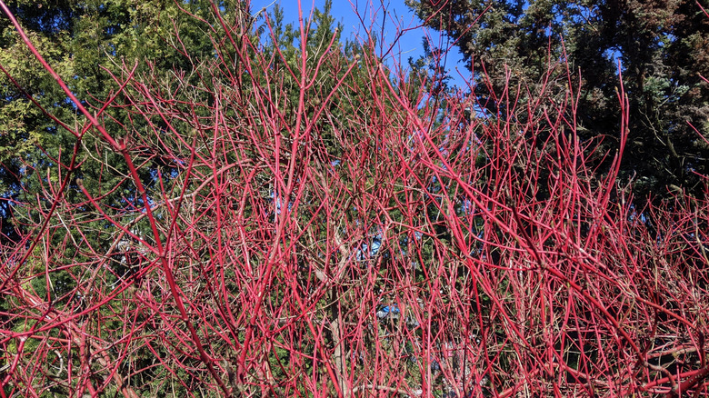 Red twig dogwood