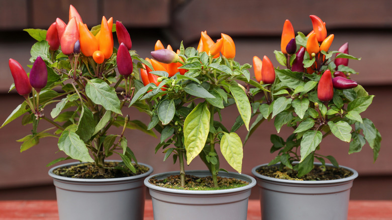 Potted rainbow multicolor chili peppers on wooden table outdoors