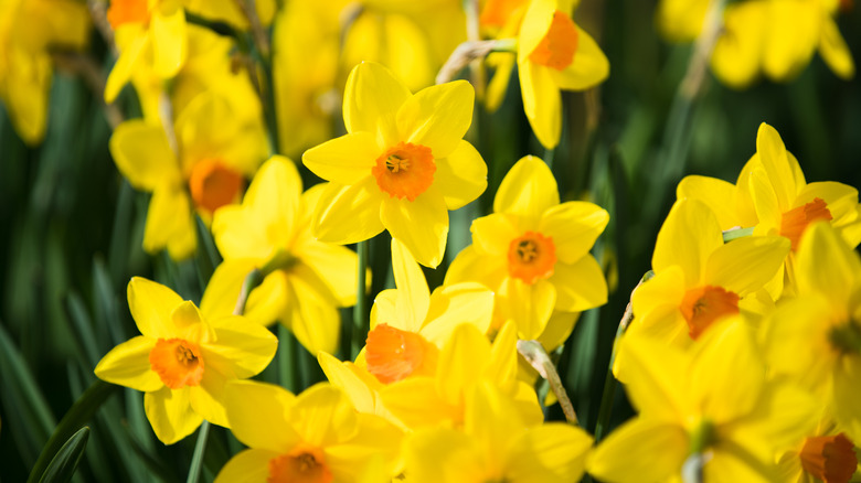 Field of daffodils in sunshine
