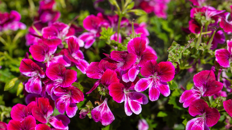 Pink geranium flowers