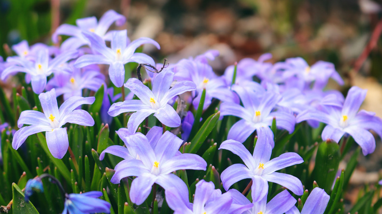 Glory of the Snow blooming
