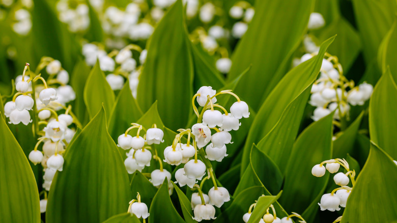 Close-up of lily of the valley buds and leaves