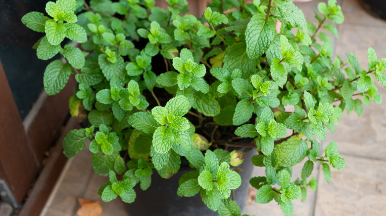 Close-up of fresh green mint growing in a plant pot on a tile surface