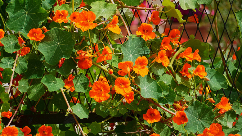 Orange nasturtiums against a fence