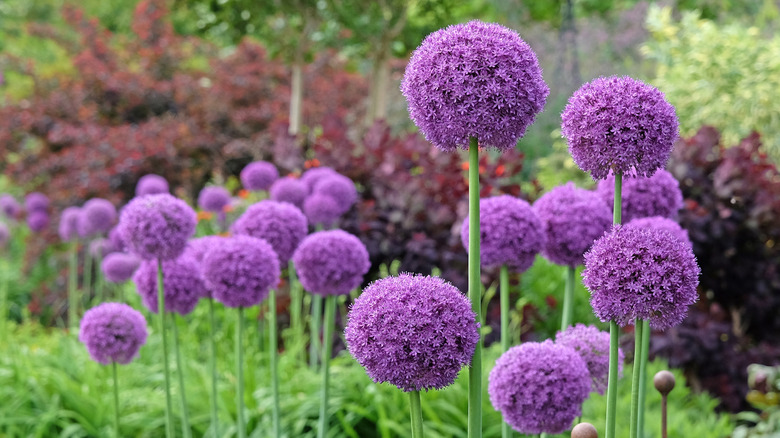 Giant flowering onions