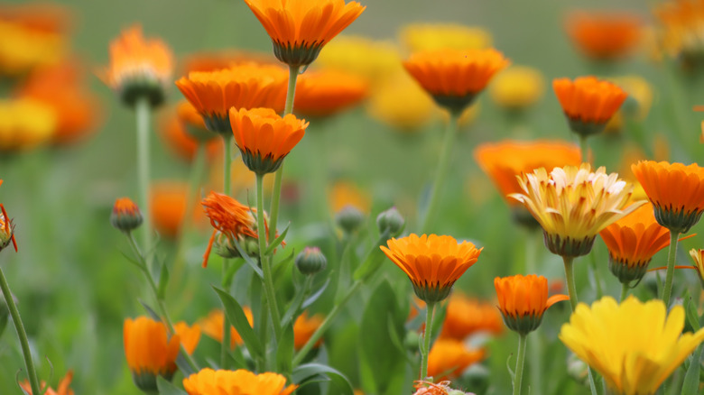 Bright orange and yellow pot marigold blooms