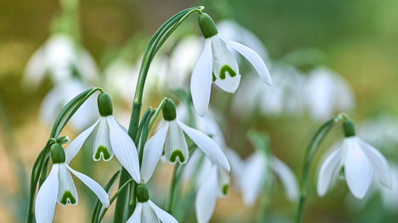 Close-up of snowdrop blooms