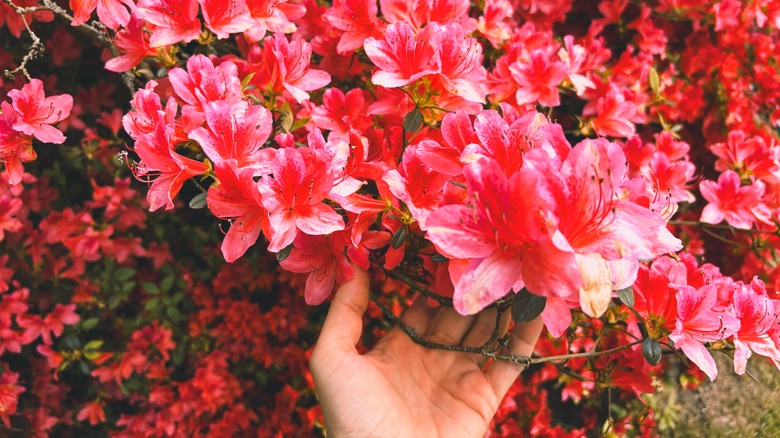 colorful reddish azaleas in bloom