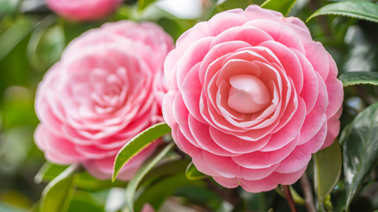 pink camellia in bloom