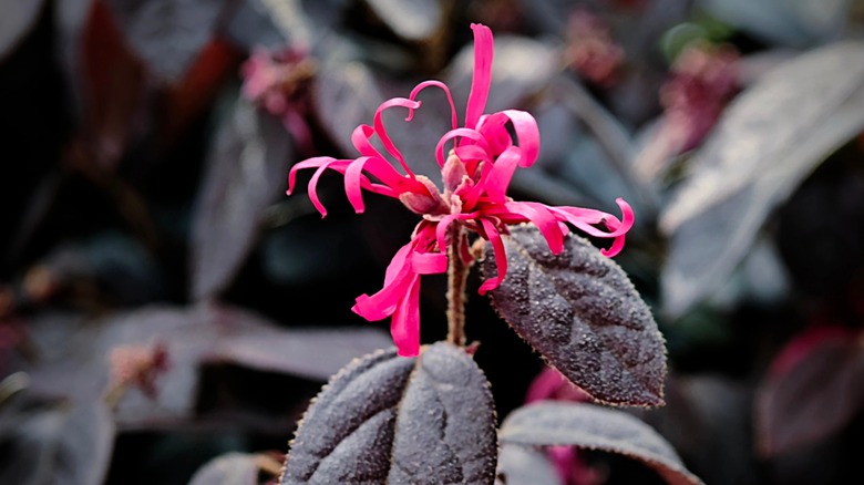 pink Chinese fringe flower in bloom